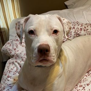 Meet your Posher, Lidia